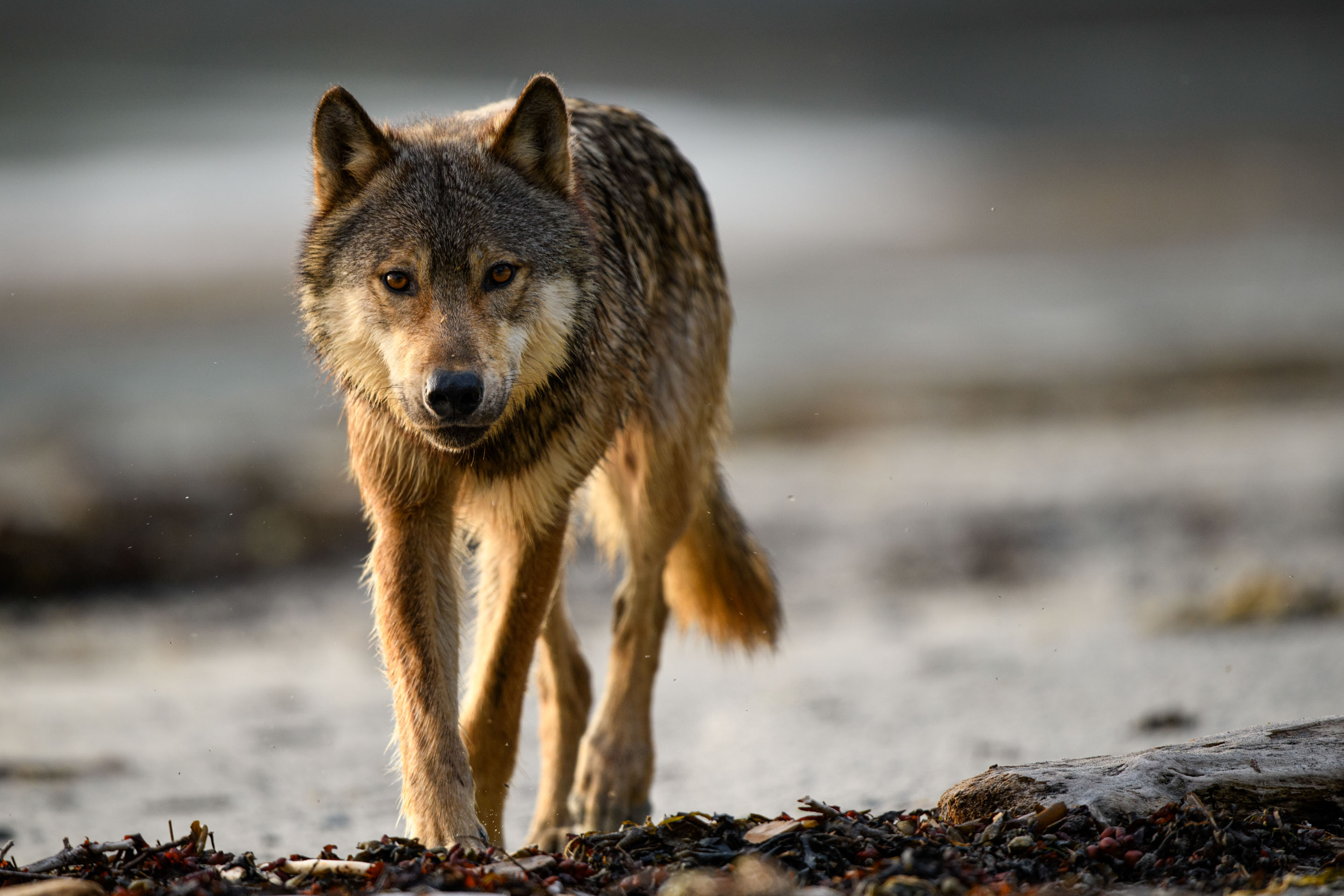 Wilderness International